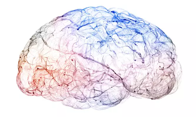 Επιστήμονες ανακάλυψαν στον εγκέφαλο τις πιθανές ρίζες της διαταραχής του φάσματος του αυτισμού